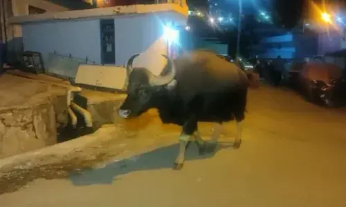 குன்னூர் நகரில் உலா வந்த காட்டு எருமை