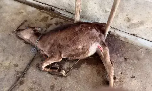 கன்றுகுட்டிகளை சிறுத்தை கடித்து கொன்ற சம்பவம்: விவசாயிகள் அச்சம்.