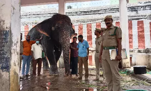சங்கரன்கோவில் யானை உடல்நிலை: வனத்துறை அதிகாரிகள் ஆய்வு