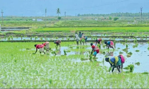 வத்திராயிருப்பு பகுதியில் நாற்று நடவு பணிகள் மும்முரம்