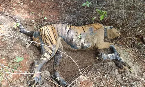 சிறுமுகை வனப்பகுதியில்  ஆண் புலி உயிரிழப்பு