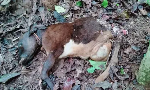கூடலூர் அருகே தொடரும் புலியின் அட்டகாசம்: பொதுமக்கள் பீதி