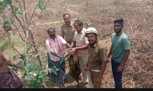 கிணற்றில் தவறி விழுந்த மயில்: பத்திரமாக மீட்ட தீயணைப்புத்துறையினர்