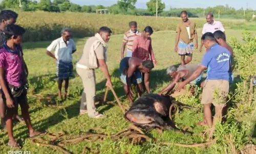 கிணற்றில் தவறி விழுந்த பசுமாட்டை மீட்ட தீயணைப்பு துறையினர்