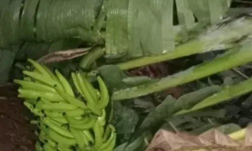 அவிநாசி பகுதியில் பலத்த காற்றுடன் மழை: வாழைகள் சேதம்