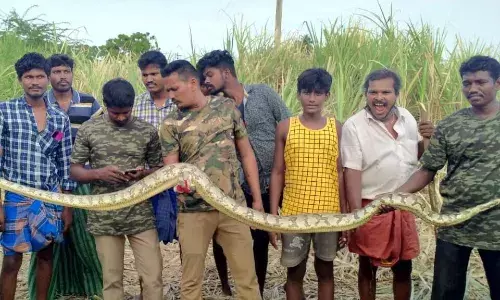 தோட்டத்தில் 15 அடி நீளமுள்ள மலைப்பாம்பு: வனத்துறையினர் மீட்பு