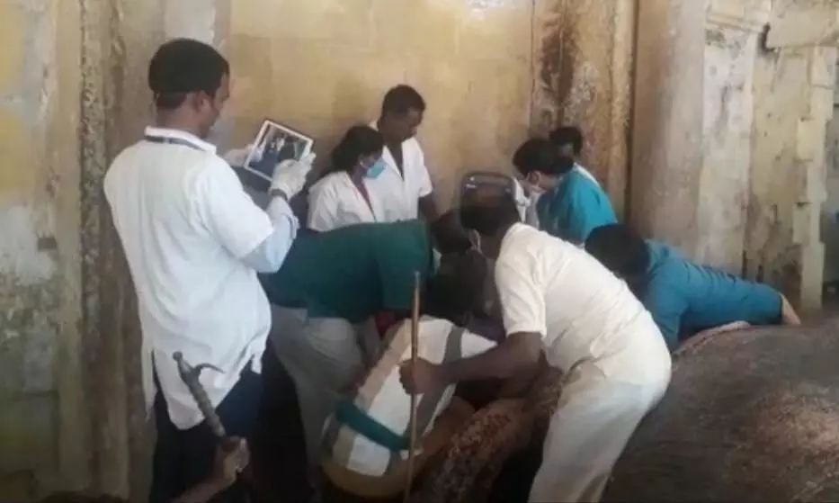 மதுரை மீனாட்சியம்மன் கோயில் யானைக்கு கண் பரிசோதனை: மருத்துவக்குழு ஆய்வு மதுரை மீனாட்சியம்மன் கோயில் யானைக்கு கண் பரிசோதனை: மருத்துவக்குழு ஆய்வு