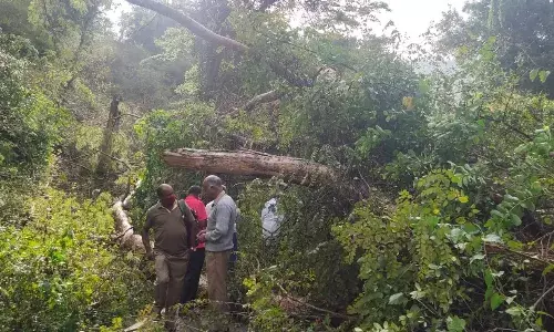 நீலகிரி மாவட்டத்தில் மழை: மரங்கள் விழுந்து போக்குவரத்து பாதிப்பு