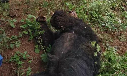உசிலம்பட்டி அருகே மலையடிவாரத்தில் இறந்து கிடந்த கரடி: வனத்துறை விசாரணை