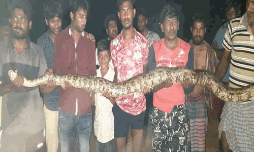 அம்மாபேட்டையில் 10 அடி நீள மலைபாம்பய் பிடித்த பொதுமக்கள்