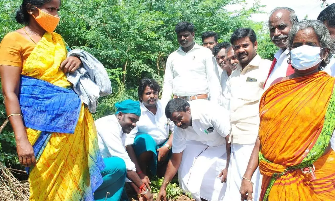 புதுக்கோட்டை புன்னகை அறக்கட்டளை சார்பில் 5000 பனை விதைகள் நடும் விழா புதுக்கோட்டை புன்னகை அறக்கட்டளை சார்பில் 5000 பனை விதைகள் நடும் விழா