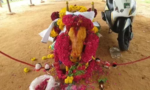 விஜயபாஸ்கரின் ஜல்லிக்கட்டு காளை உயிரிழந்தது; பிரியாவிடை தந்த மக்கள்