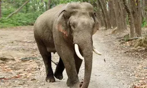 பவானிசாகர் பகுதியில் யானை தாக்கியதில் பெண் படுகாயம்
