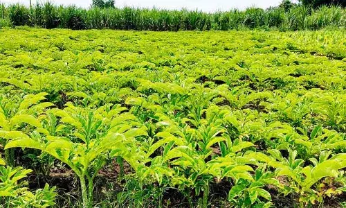 பச்சை கம்பளம் விரித்தது போல் காட்சி அளிக்கும் கருணை கிழங்கு சாகுபடி பச்சை கம்பளம் விரித்தது போல் காட்சி அளிக்கும் கருணை கிழங்கு சாகுபடி