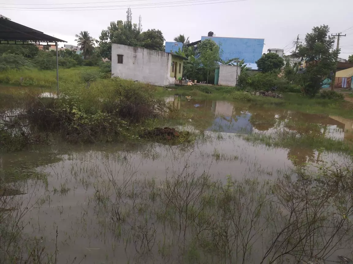 விஷப்பூச்சிகள் தொல்லை குறித்து புகார் அளித்தும் அலட்சியம் காட்டும் பேரூராட்சி செயலர் விஷப்பூச்சிகள் தொல்லை குறித்து புகார் அளித்தும் அலட்சியம் காட்டும் பேரூராட்சி செயலர்