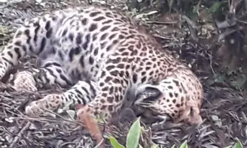 கூடலூரில் இறந்து கிடந்த சிறுத்தை: வனத்துறை தீவிர விசாரணை
