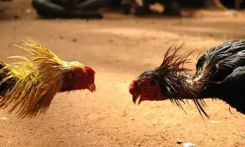 உடுமலை அருகே சட்டவிரோத சேவல் சண்டை: 3 பேர் கைது