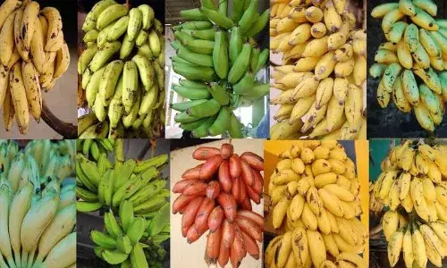 அந்தியூரில் ரூ.2 லட்சத்து 68 ஆயிரம் ரூபாய்க்கு வாழை விற்பனை