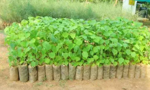 அவினாசியில் வேளாண் காடு உருவாக்க 20 ஆயிரம் தேக்கு நாற்று ஒதுக்கீடு