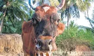 ஈரோட்டில் கால்நடைகளுக்கு 2ம் சுற்று கோமாரி நோய் தடுப்பூசி முகாம்
