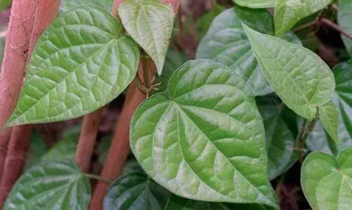 அந்தியூர் வாரச்சந்தையில் வெற்றிலை ரூ.3.50 லட்சத்துக்கு விற்பனை