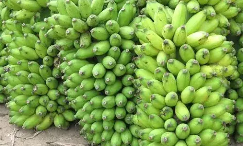 புதுப்பாளையம் சொசைட்டியில் ரூ.2.60 லட்சத்துக்கு வாழைத்தார் ஏலம்