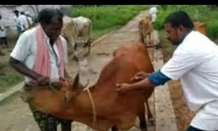 கால்நடை மருத்துவமனைகளில் மருந்து வைப்பு குளிர்சாதனப்பெட்டி இயங்கவில்லை என புகார் கால்நடை மருத்துவமனைகளில் மருந்து வைப்பு குளிர்சாதனப்பெட்டி இயங்கவில்லை என புகார்