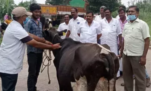 குரும்பட்டியில் கால்நடைகளுக்கு கோமாரி நோய் தடுப்பூசி சிறப்பு முகாம்