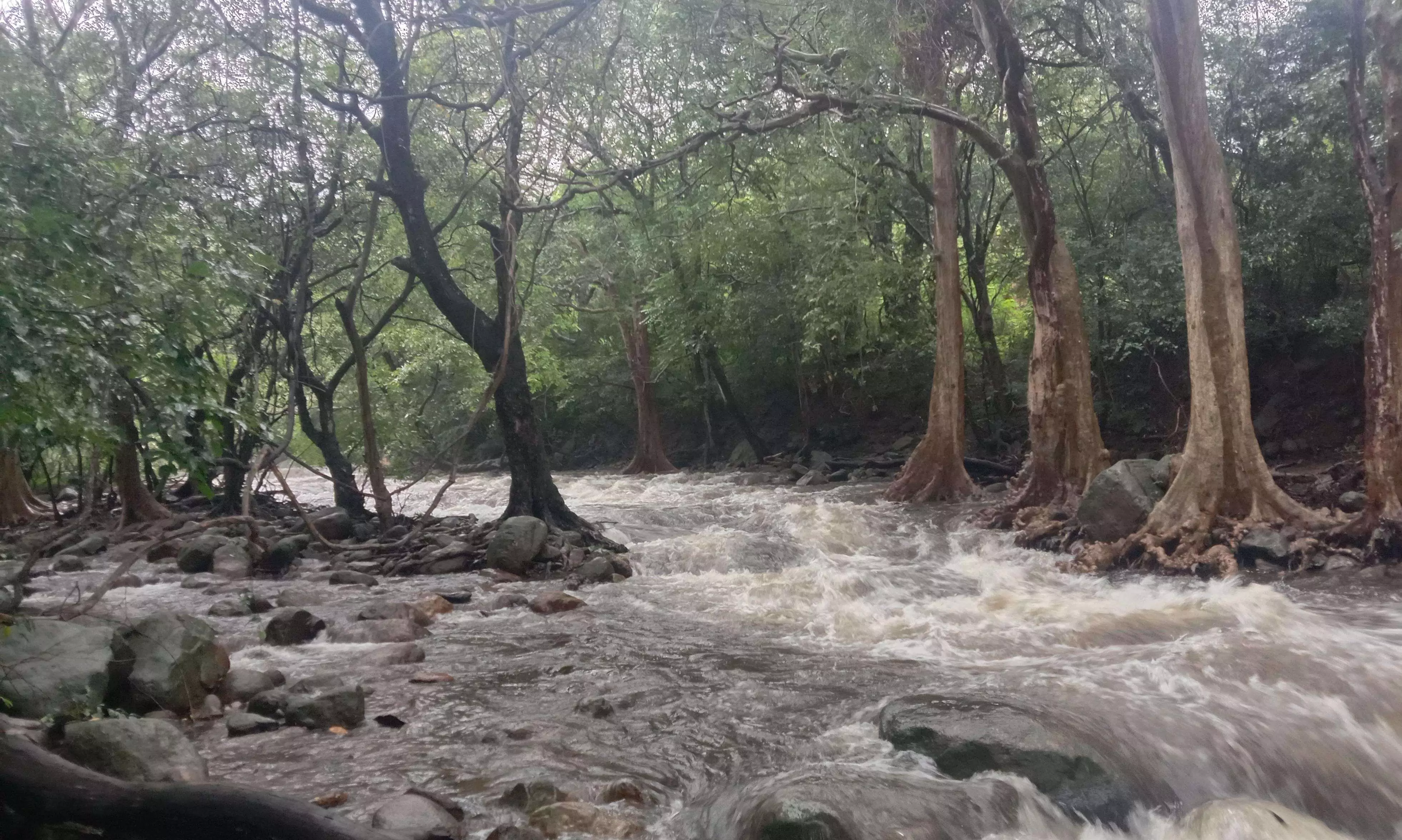 புளியங்குடி பகுதியில் 2 நாட்களாக தொடர் மழை: விவசாயிகள் மகிழ்ச்சி புளியங்குடி பகுதியில் 2 நாட்களாக தொடர் மழை: விவசாயிகள் மகிழ்ச்சி