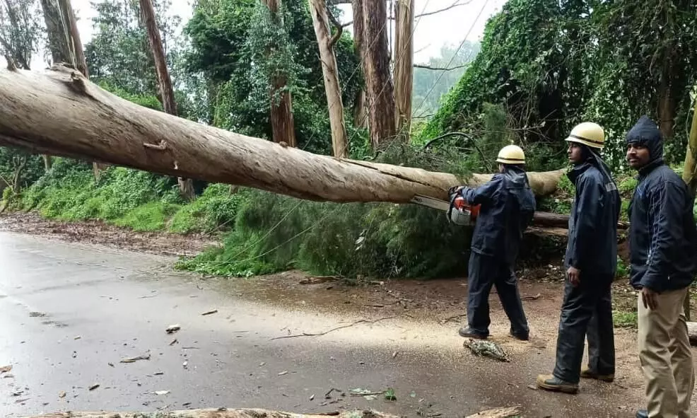உதகை ரயில் நிலையம் அருகே மரம் விழுந்தால் போக்குவரத்து பாதிப்பு உதகை ரயில் நிலையம் அருகே மரம் விழுந்தால் போக்குவரத்து பாதிப்பு