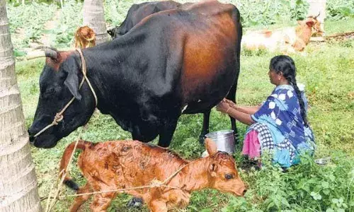 உடுமலையில் 60 ஆயிரம் கறவை மாடுகளுக்கு கோமாரி தடுப்பூசி செலுத்த இலக்கு உடுமலையில் 60 ஆயிரம் கறவை மாடுகளுக்கு கோமாரி தடுப்பூசி செலுத்த இலக்கு
