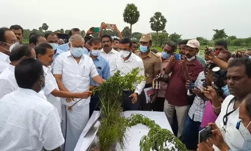திருவாரூர்: மழை நீரில் மூழ்கியுள்ள பயிர்களை அமைச்சர்கள் குழு பார்வை
