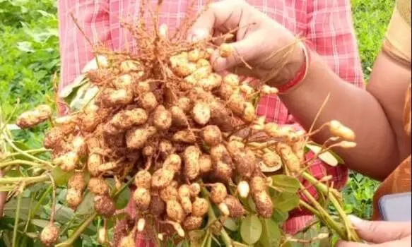 நிலக்கடலை விளைச்சல் : சாதனை படைத்த விவசாயி நிலக்கடலை விளைச்சல் : சாதனை படைத்த விவசாயி