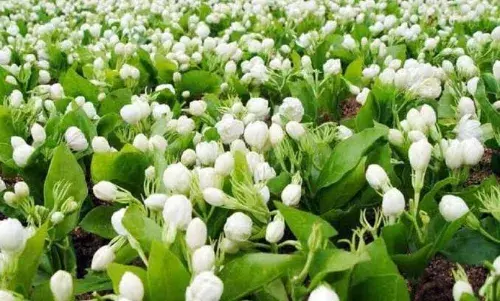 சத்தியமங்கலம் பூ மார்க்கெட்டில் மல்லிகைப்பூ கிலோ ரூ.2,205-க்கு ஏலம்