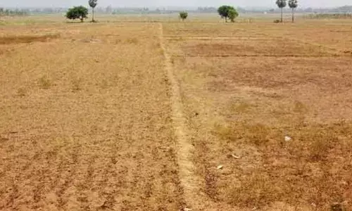 பாப்பிரெட்டிப்பட்டி தாலுகாவில் மரம் வளர்க்க விண்ணப்பிக்கலாம்