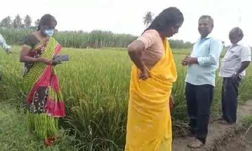 நெல் பயிரில் இலை கருகல் நோய்: வேளாண்மை துறையினர் ஆய்வு