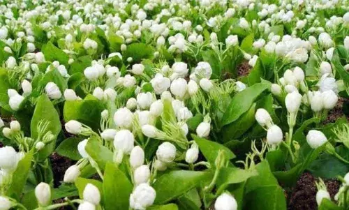 சத்தியமங்கலம் பூ மார்க்கெட் விலை நிலவரம்