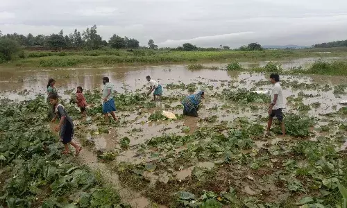 சூளகிரியில் பயிரிடப்பட்ட முட்டை கோஸ் வெள்ளத்தில் மூழ்கி சேதம்