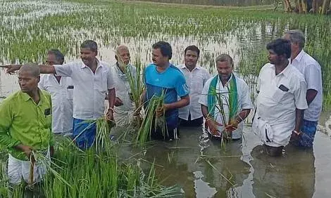 வெள்ளத்தால் பயிர் சேதம்:  எம்எல்ஏ ஆய்வு