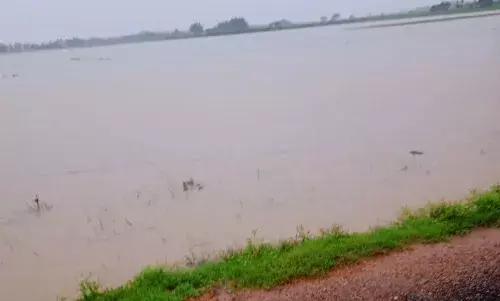 கனமழை காரணமாக 2000 ஏக்கர் நெல்பயிர்கள் நீரில் மூழ்கின