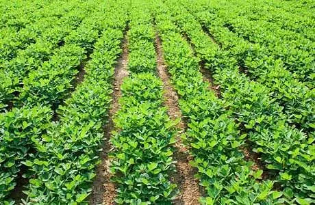 மணிலா பயிரில் விதைப்பண்ணை அமைக்க உதவி இயக்குனர் அழைப்பு மணிலா பயிரில் விதைப்பண்ணை அமைக்க உதவி இயக்குனர் அழைப்பு