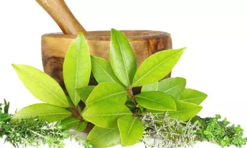 பரமத்திவேலூரில் மழைக்கால சிறப்பு சித்த மருத்துவ முகாம்