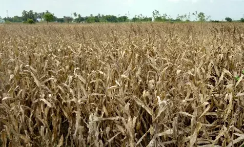 மழைநீரால் 50 ஏக்கர் மக்காச்சோளம் சேதம் - விவசாயிகள் சோகம்