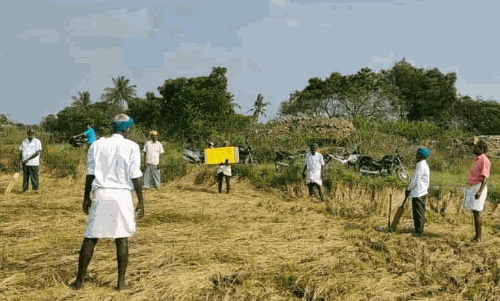 மழையால் பாதிக்கப்பட்ட நெல் வயலில் கிரிக்கெட் விளையாடிய விவசாயிகள்