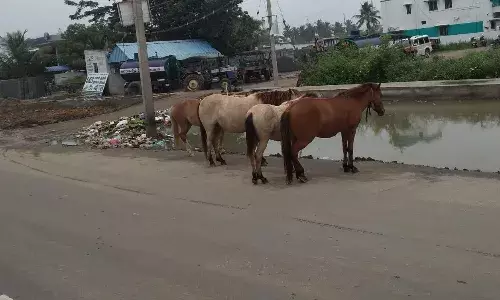 குமாரபாளையத்தில் குதிரைகளால் இடையூறு: கடிவாளம் போடுவது யார்?