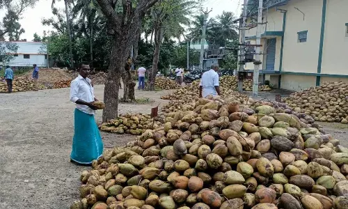 வாடிப்பட்டி ஒழுங்குமுறை விற்பனைக்கூடத்தில் தேங்காய் ஏலம்