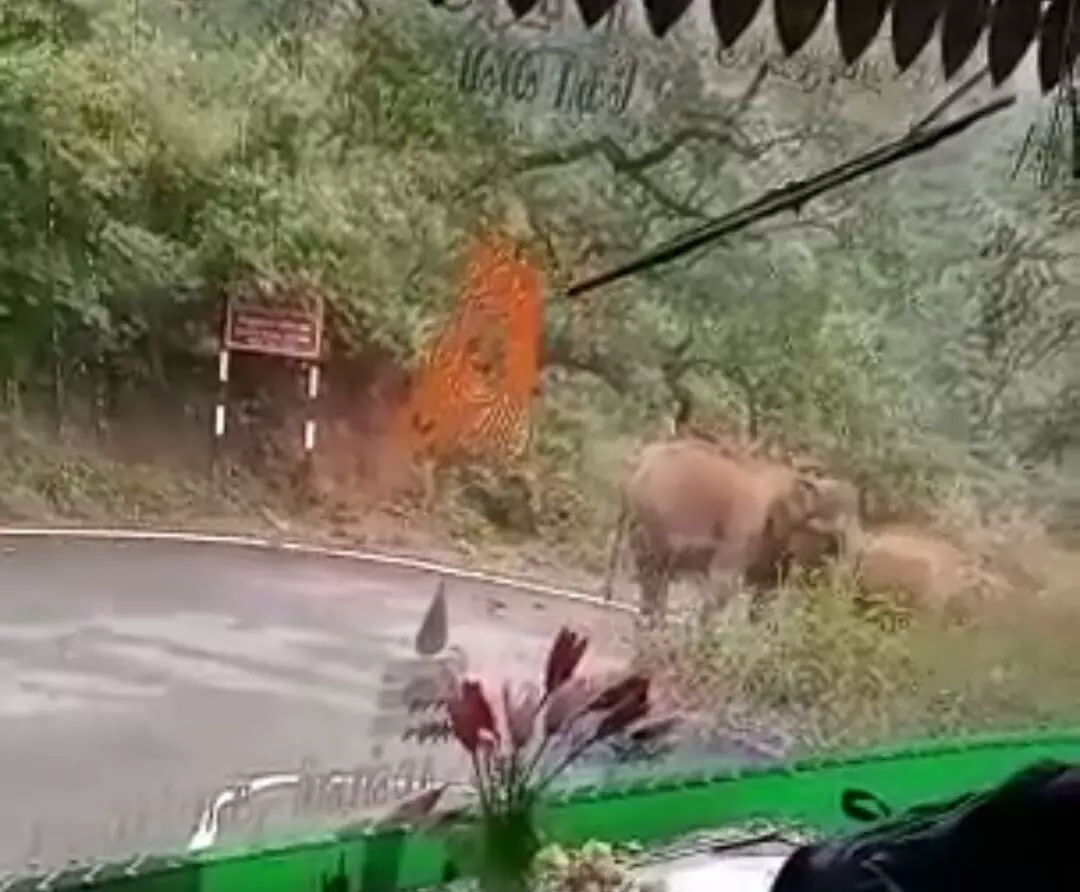 கோவை, மஞ்சூர் பேருந்தை வழிமறித்த காட்டு யானைக் கூட்டம் கோவை, மஞ்சூர் பேருந்தை வழிமறித்த காட்டு யானைக் கூட்டம்
