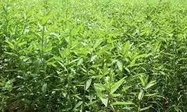 மண் வளம் காக்க விவசாயிகள் ஆர்வம் - சனப்பை சாகுபடியில் நாட்டம்