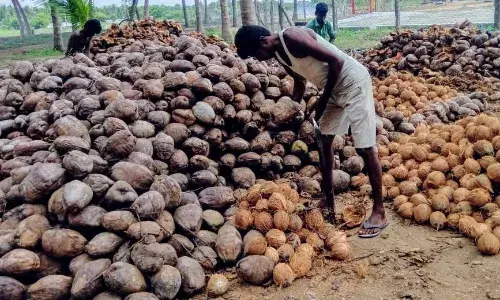 தேங்காய் கிலோ 25 ரூபாய் என சரிவு - விவசாயிகள் கவலை