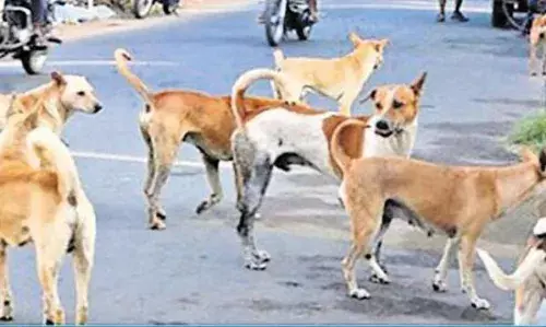 ஆடுதுறையில் சாலைகளில் நாய்கள் நடமாட்டம்: வாகன ஓட்டிகள் பீதி